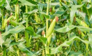 秋天玉米成熟的图片 第2张