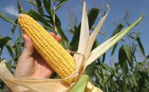 秋天玉米成熟的图片 第3张