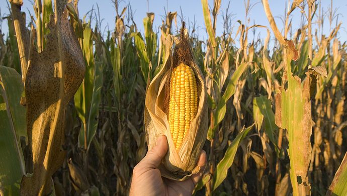 秋天玉米成熟的图片 第6张