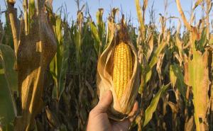 秋天玉米成熟的图片 第6张