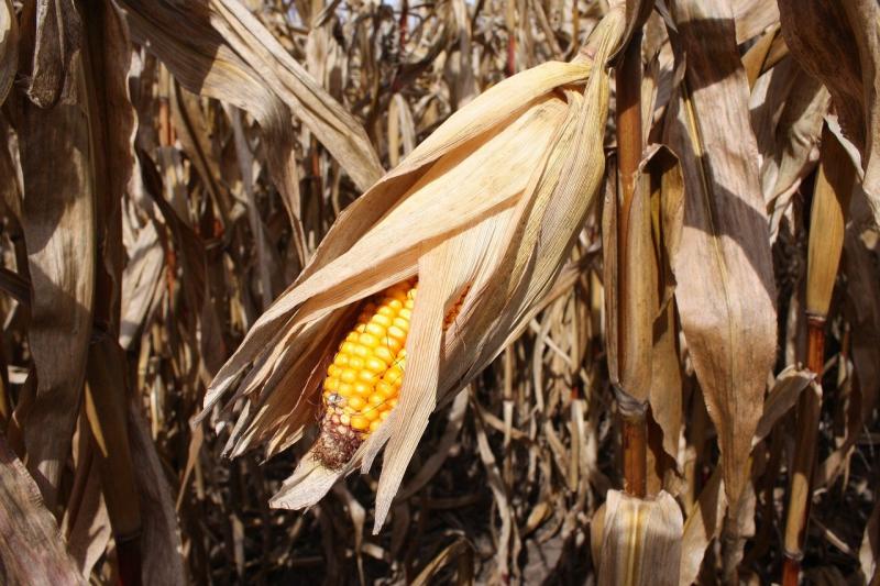 秋天玉米成熟的图片 第7张