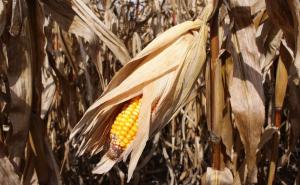 秋天玉米成熟的图片 第7张