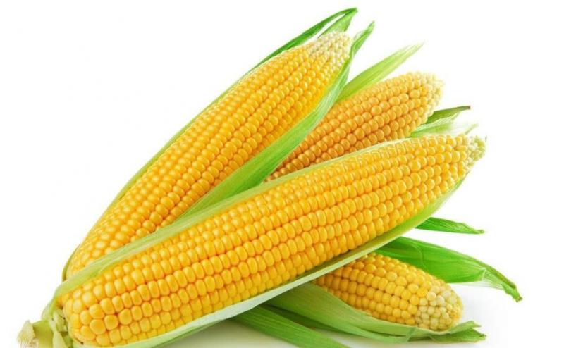 玉米棒图片 第6张