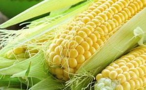 鲜玉米图片 第4张