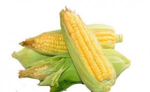 鲜玉米图片 第3张