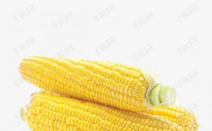 鲜玉米图片 第2张