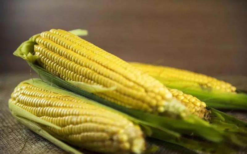 鲜玉米图片 第6张