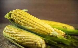 鲜玉米图片 第6张