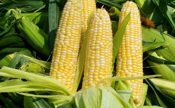 鲜玉米图片 第5张