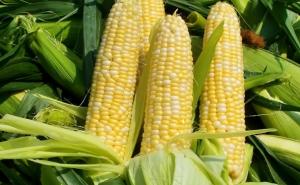 鲜玉米图片 第5张