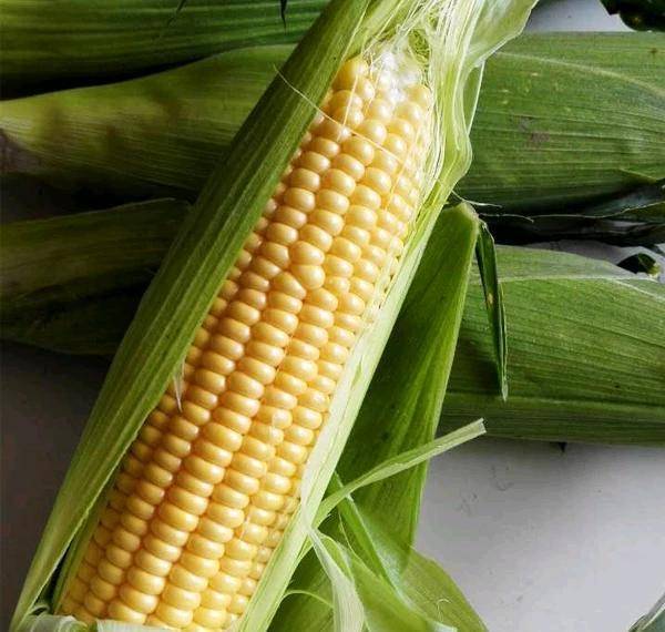 鲜玉米图片 第7张
