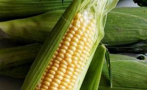 鲜玉米图片 第7张