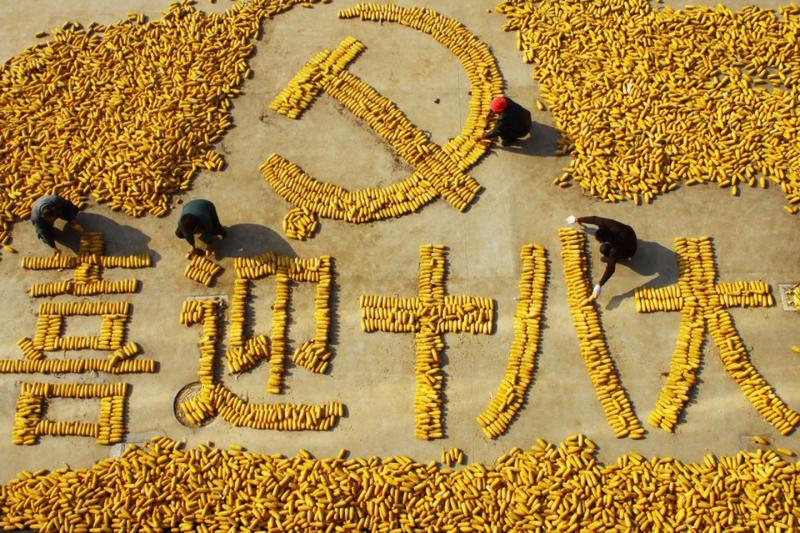 玉米拼图图片 第1张