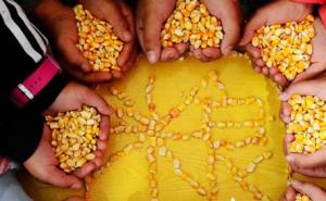 玉米拼图图片 第2张