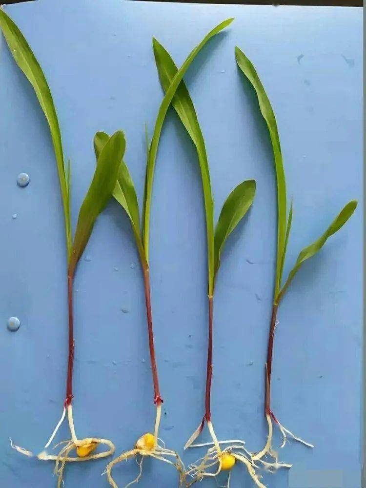 玉米发芽过程图片 第1张