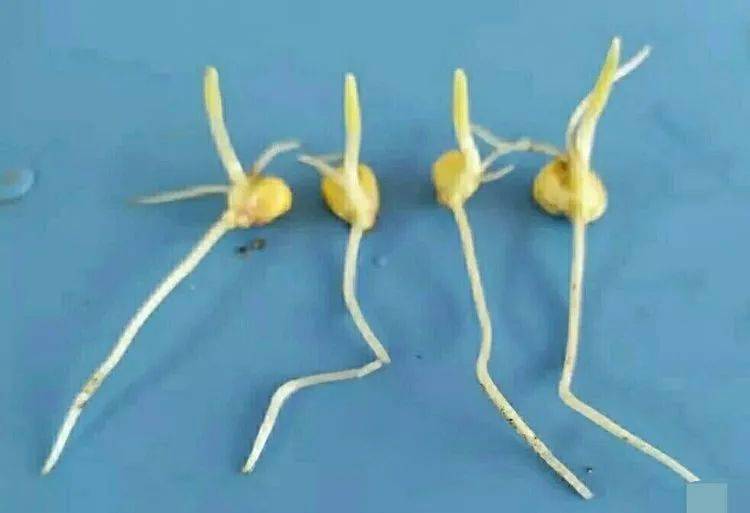 玉米发芽过程图片 第2张