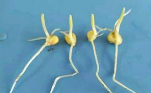 玉米发芽过程图片 第2张