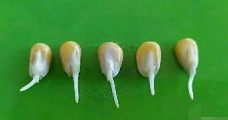 玉米发芽过程图片 第3张
