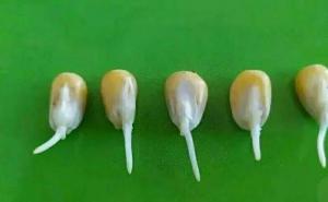 玉米发芽过程图片 第3张