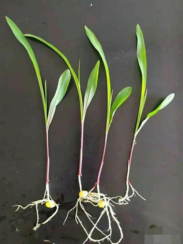 玉米发芽过程图片 第4张