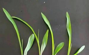 玉米发芽过程图片 第4张