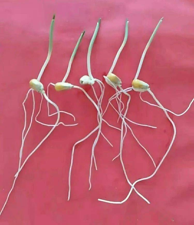 玉米发芽过程图片 第6张