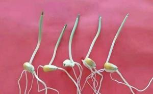 玉米发芽过程图片 第6张
