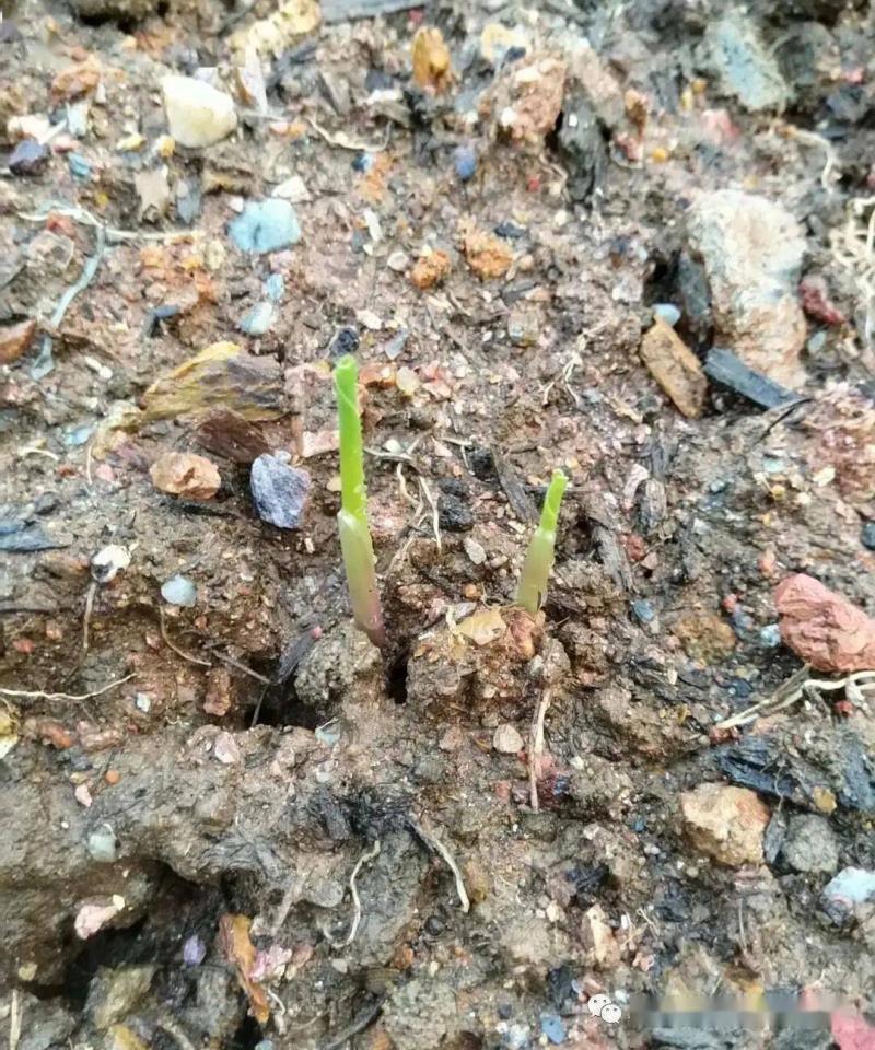 玉米发芽过程图片 第7张