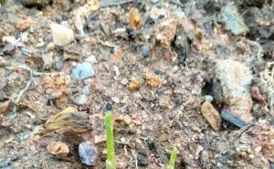 玉米发芽过程图片 第7张