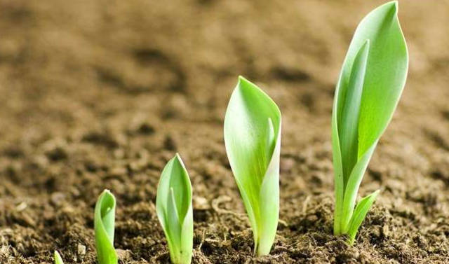 玉米发芽过程图片 第5张