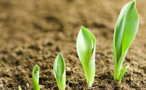 玉米发芽过程图片 第5张