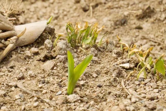 玉米发芽过程图片 第8张