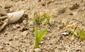 玉米发芽过程图片 第8张