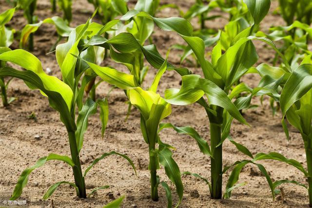 玉米发芽过程图片 第9张