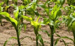 玉米发芽过程图片 第9张