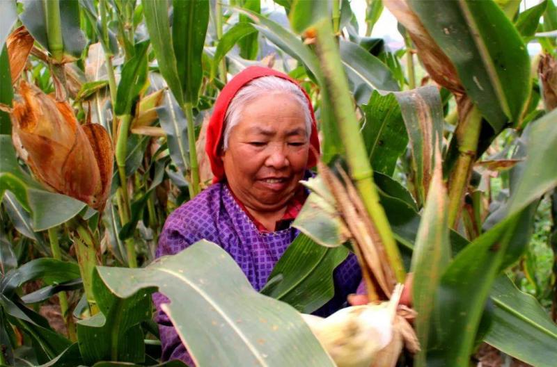 农村掰玉米图片 第3张