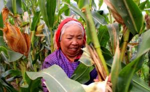 农村掰玉米图片 第3张