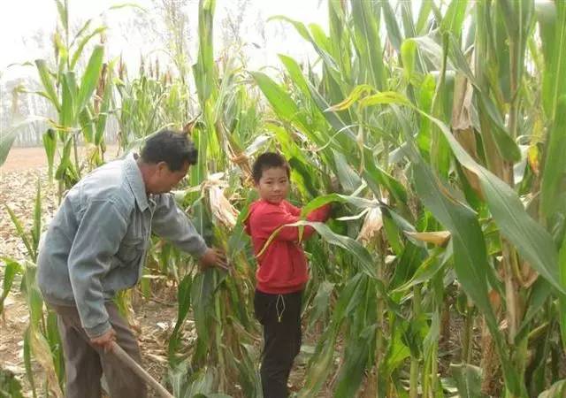 农村掰玉米图片 第2张