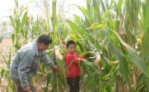 农村掰玉米图片 第2张