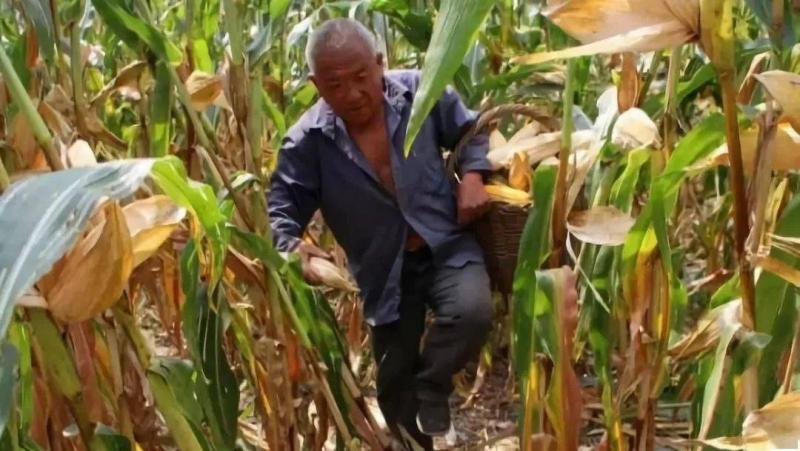 农村掰玉米图片 第1张