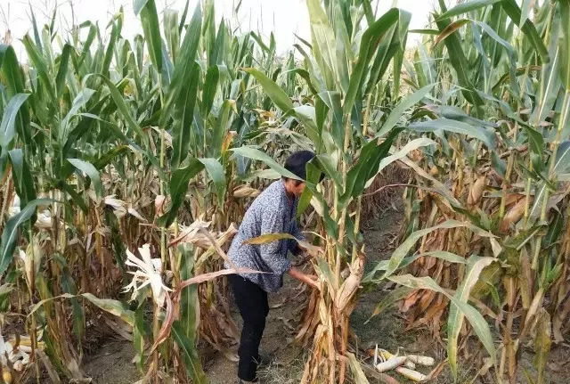 农村掰玉米图片 第4张