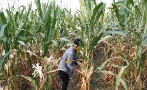 农村掰玉米图片 第4张