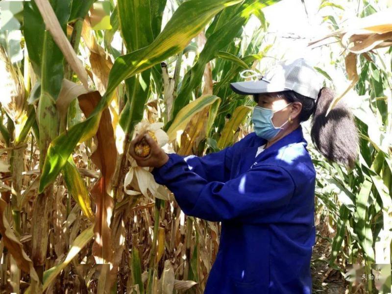 农村掰玉米图片 第5张