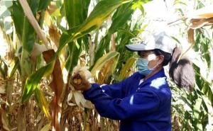 农村掰玉米图片 第5张