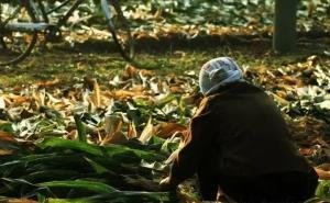 农村掰玉米图片 第6张