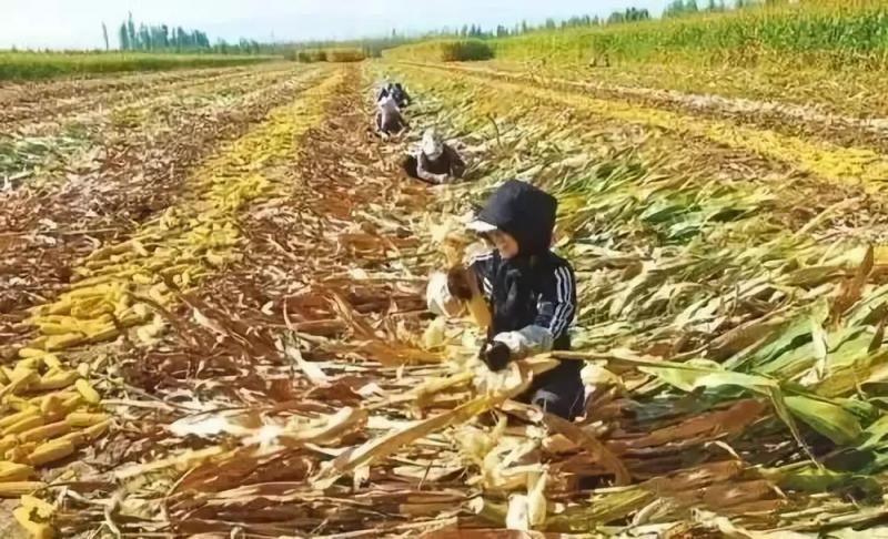 农村掰玉米图片 第7张