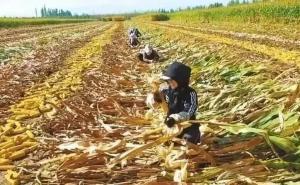 农村掰玉米图片 第7张