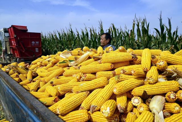 玉米成熟季节的图片 第1张