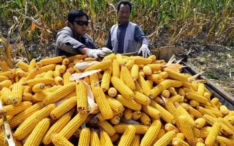 玉米成熟季节的图片 第2张