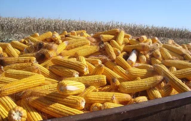 玉米成熟季节的图片 第3张